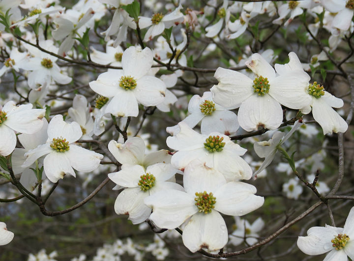 Flowering Dogwood